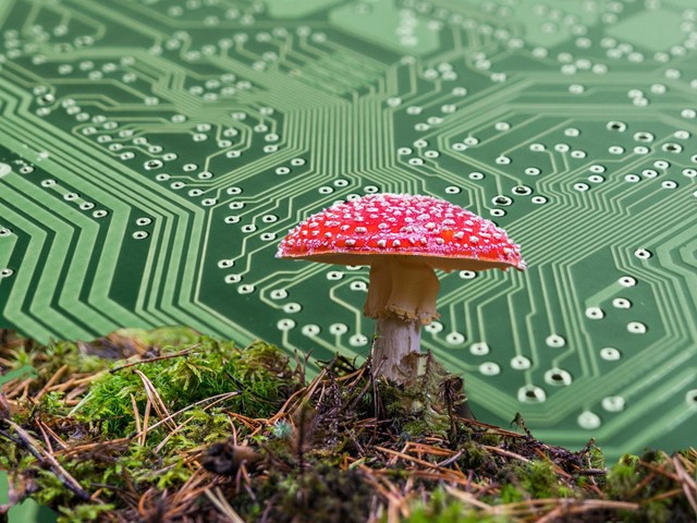 محققان از قارچ برای تولید تجهیزات الکترونیکی استفاده کردند| تکلی محققان از قارچ برای تولید تجهیزات الکترونیکی استفاده کردند| تکلی