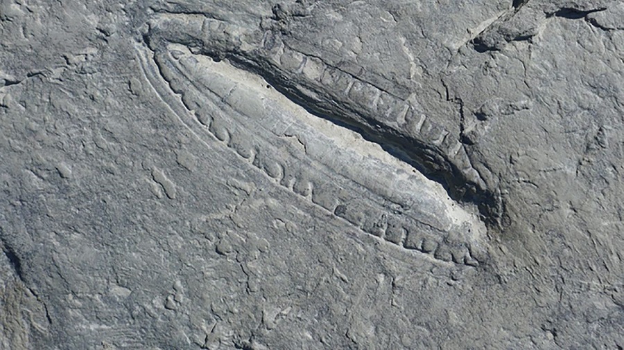 کشف قدیمی ترین غذای جهان در یک فسیل ۵۵۰ میلیون ساله| تکلی کشف قدیمی ترین غذای جهان در یک فسیل ۵۵۰ میلیون ساله| تکلی