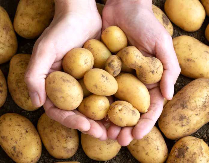 محققان با دستکاری ژن سیب زمینی و افزایش تاب آوری آن را برای نسل های بعد حفظ می کنند|تکلی محققان با دستکاری ژن سیب زمینی و افزایش تاب آوری آن را برای نسل های بعد حفظ می کنند|تکلی